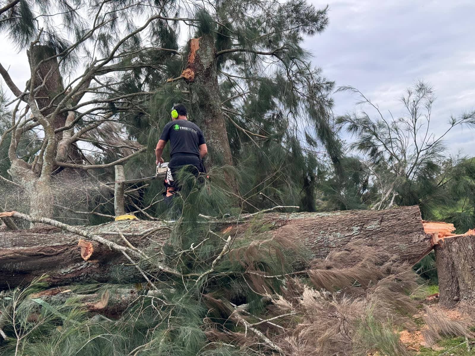 Team member standing on the logs