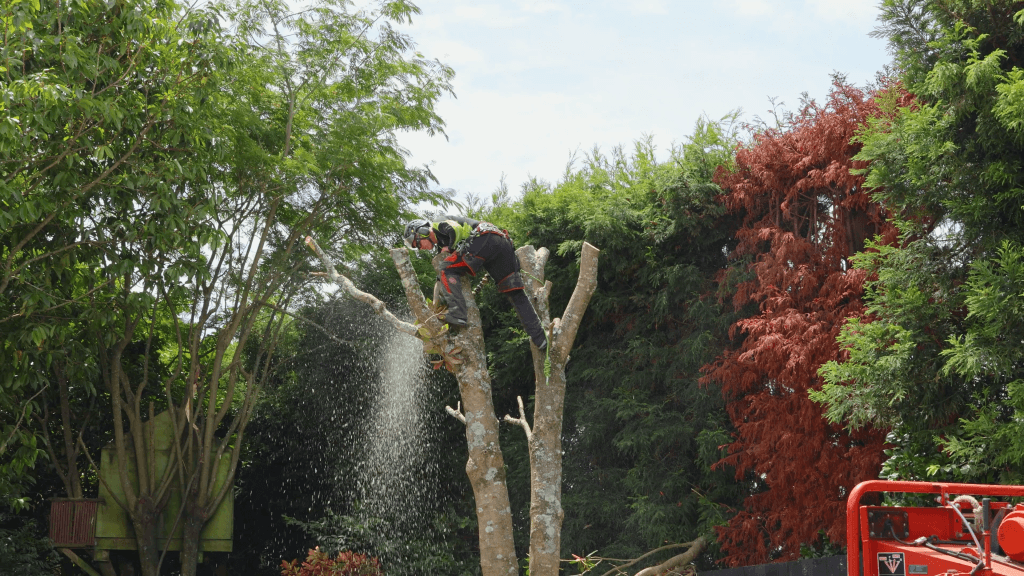 Tree Removal