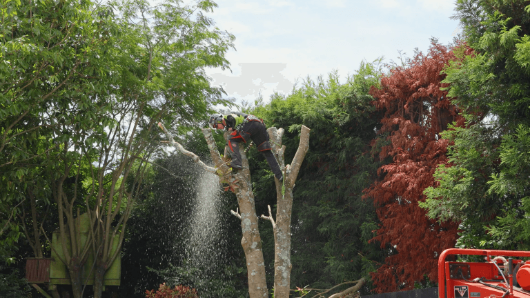 Tree Removal