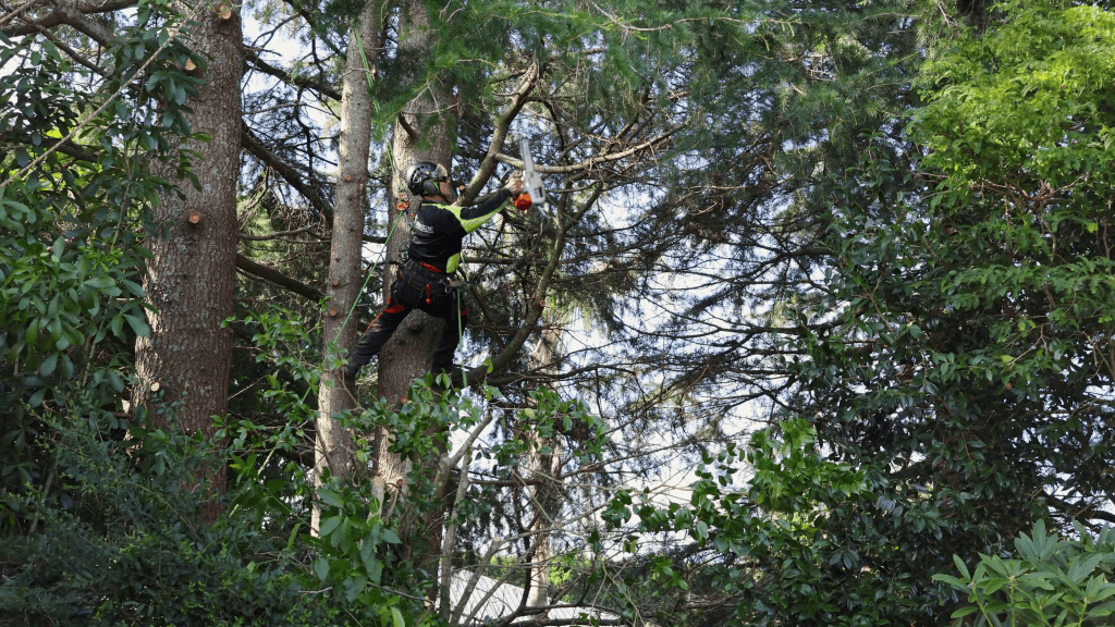 tree pruning