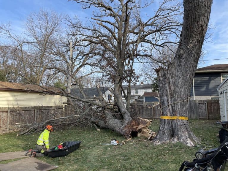 Storm Damaged Tree