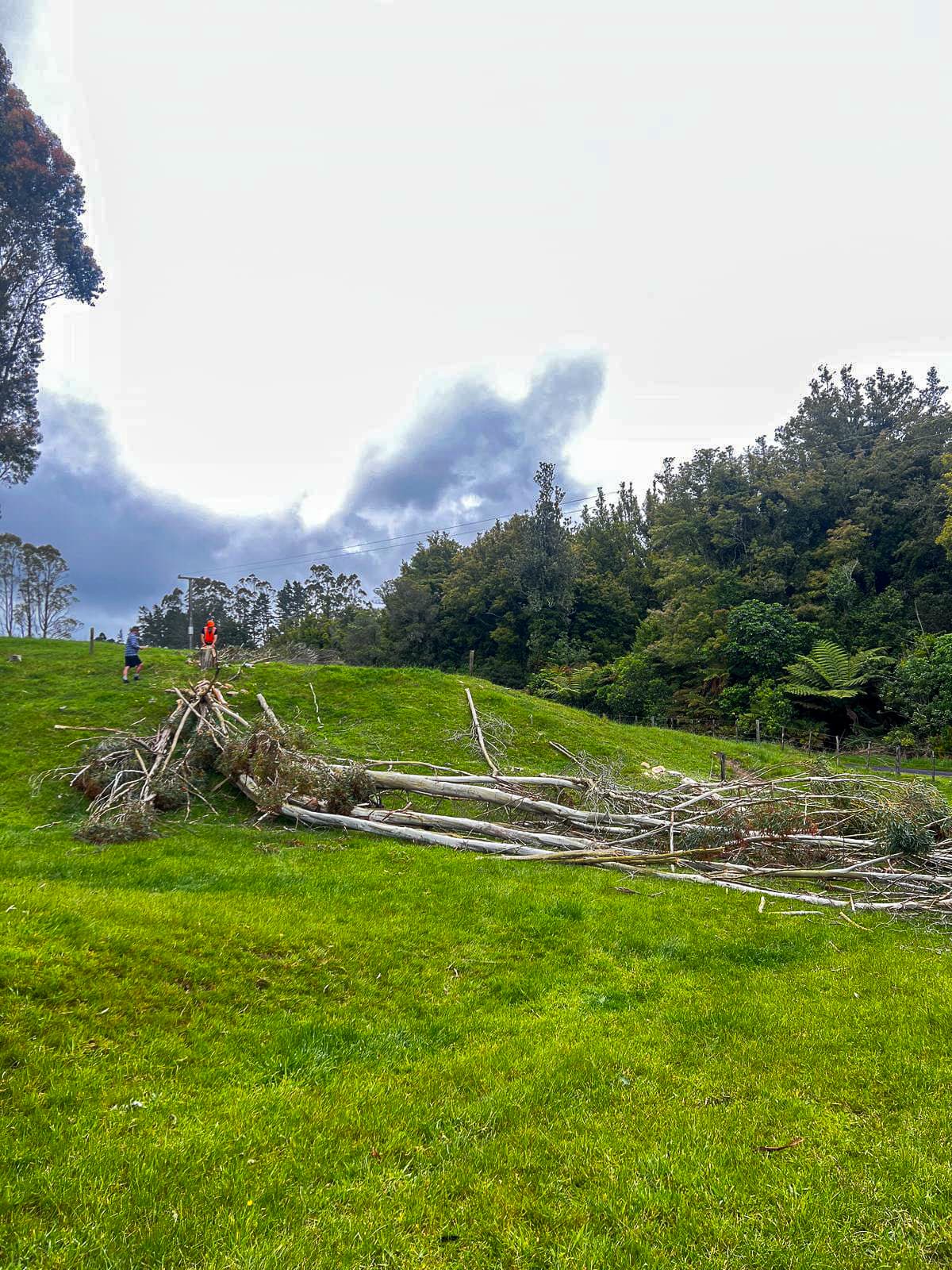 After Tree Removal
