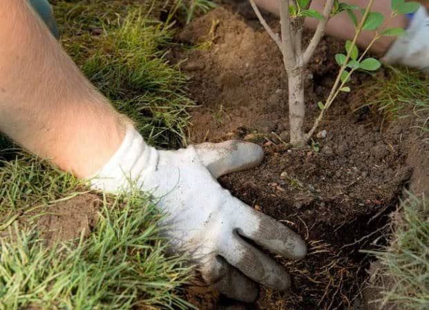 Planting Services Tauranga