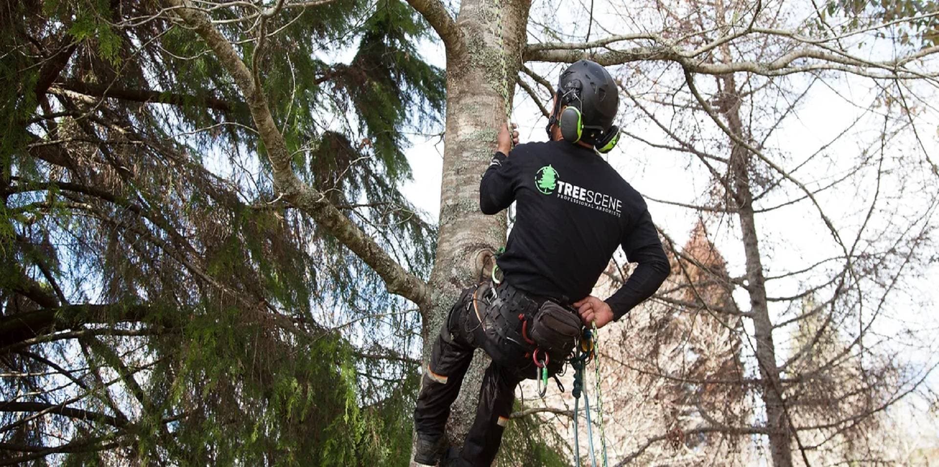 Team Member Climbing a Tree