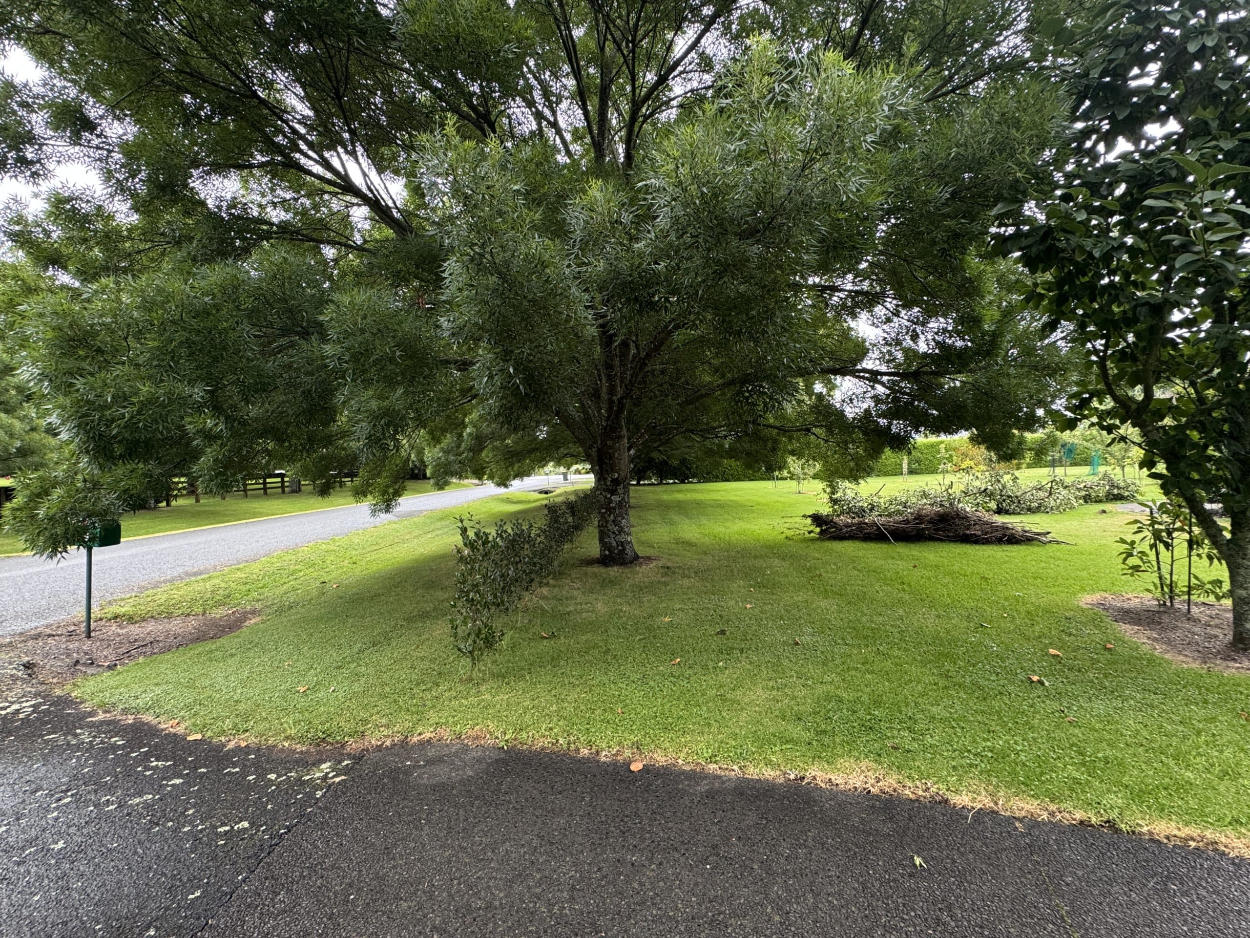 Tree Prunning