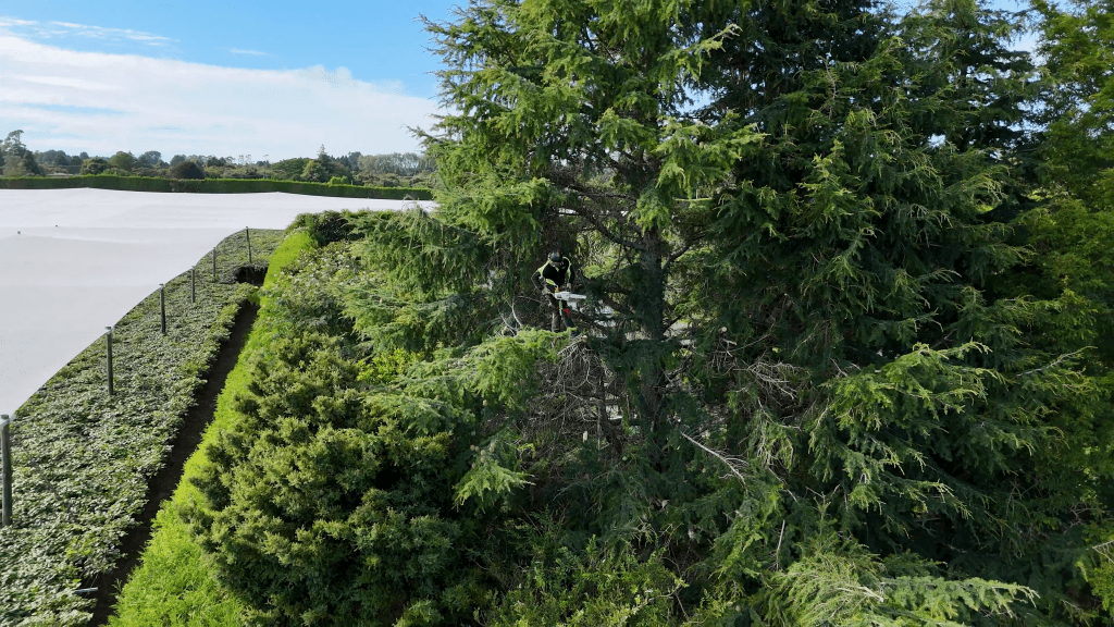 Tree Trimming
