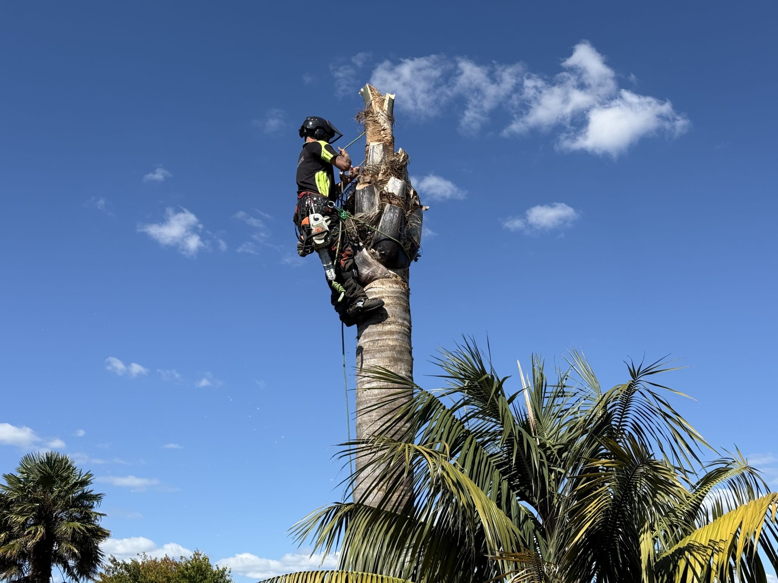 Certified Tree Scene arborist removing a tall palm tree
