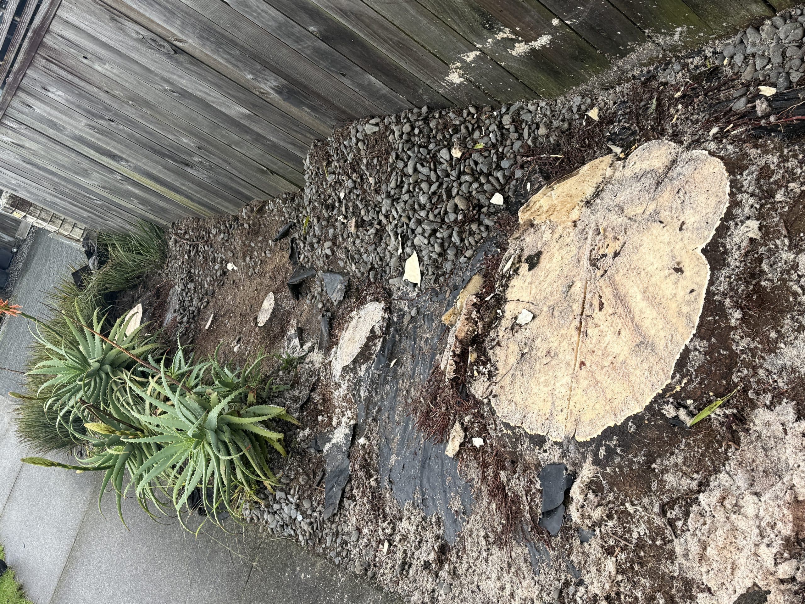 Stump Grinding Before