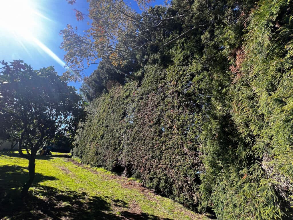 Hedge Trimming