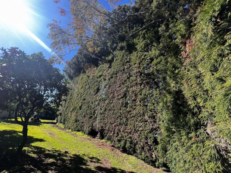 Hedge Trimming