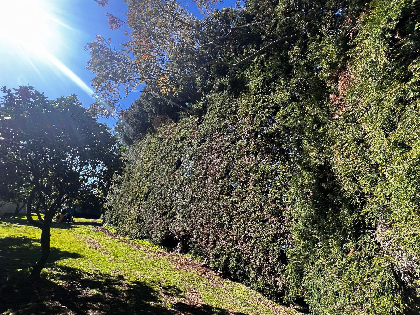 Hedge Trimming