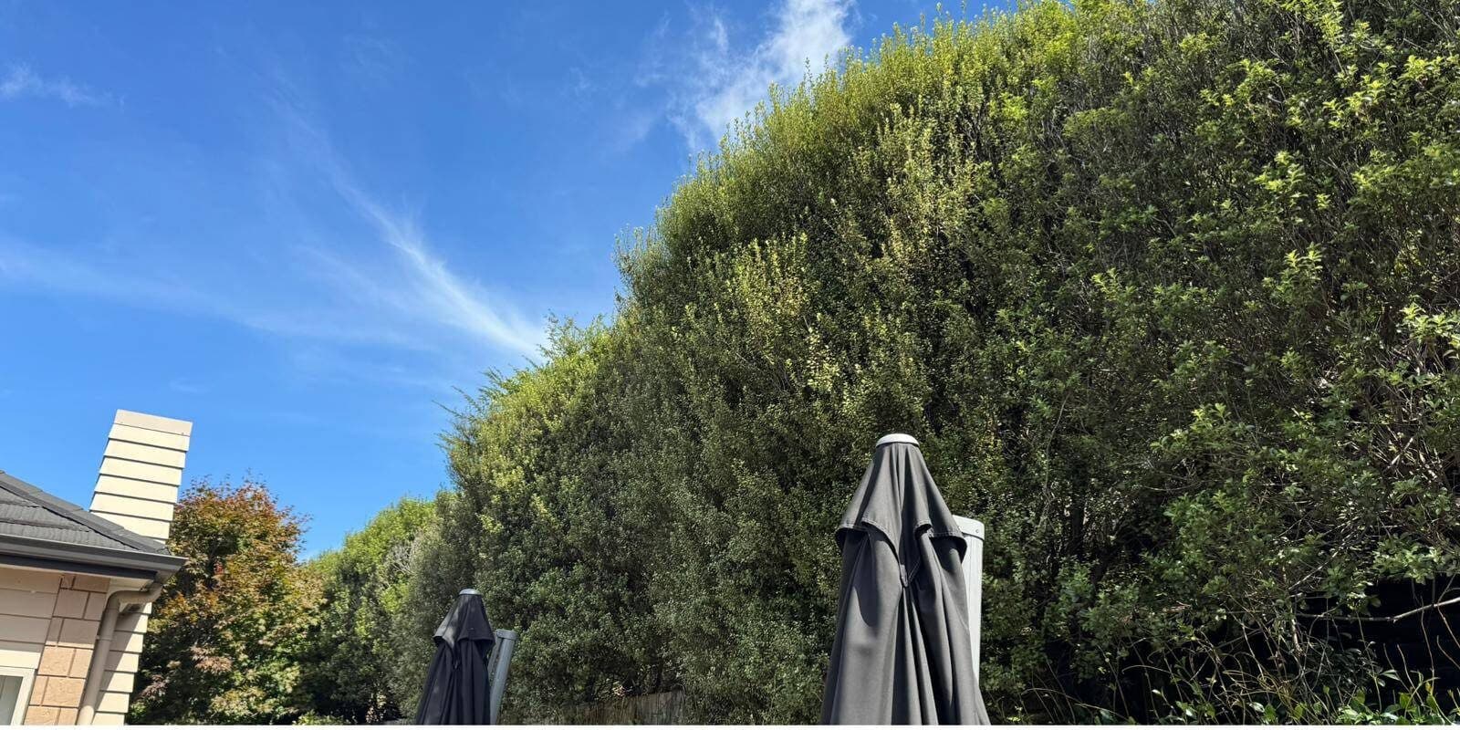 Before Hedge Trimming