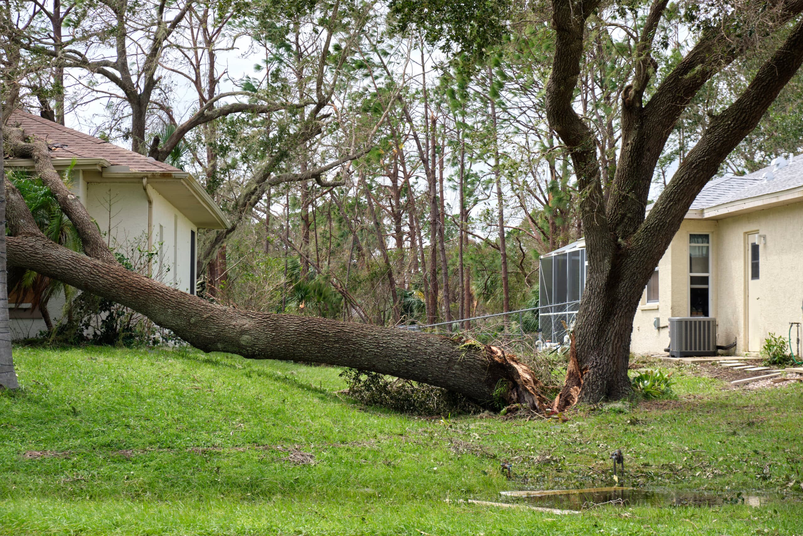 Broken tree on the house