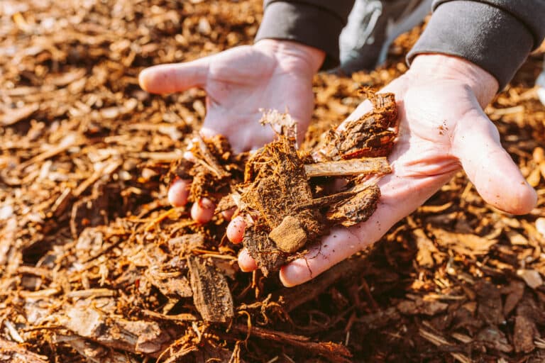 Man holding wood chips